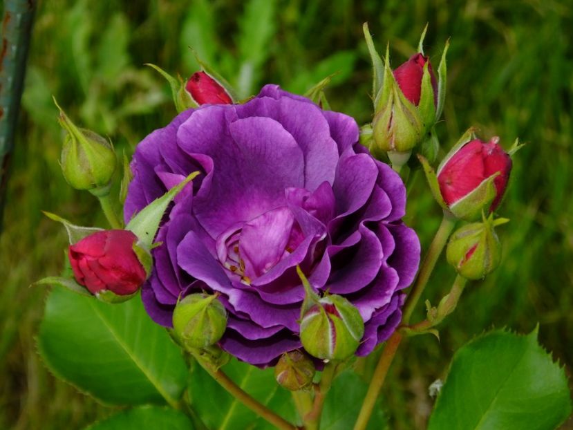 Minerva - 2017_06_Iunie