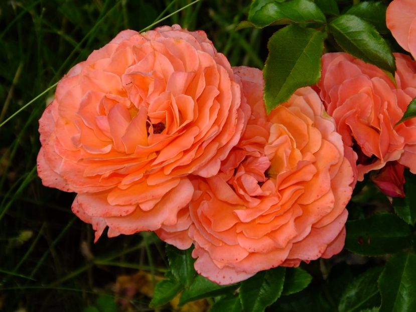 Tom Tom - 2017_06_Iunie