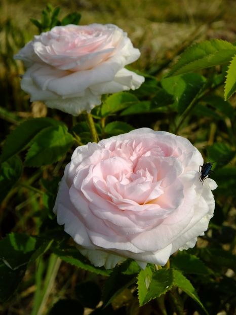 Felicite Permantier - 2017_06_Iunie