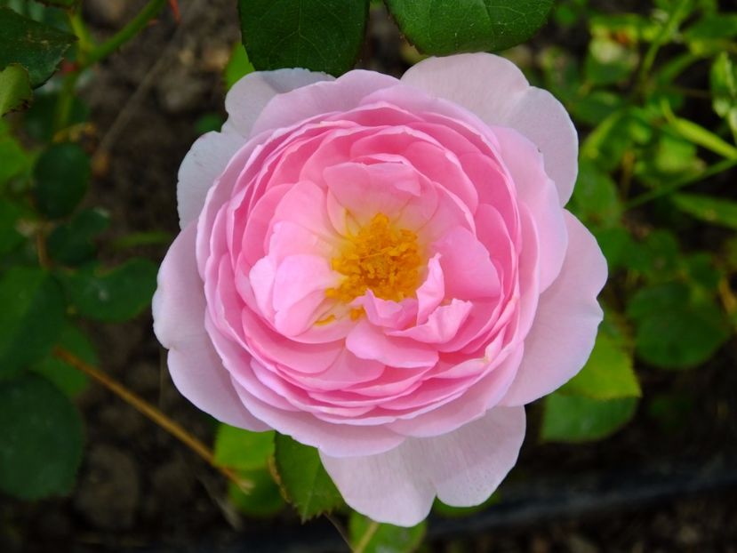 Scepter d'Isle - 2017_06_Iunie