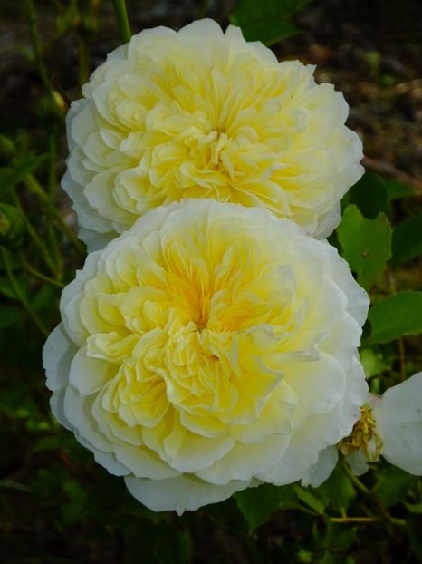 Pilgrim - 2017_06_Iunie