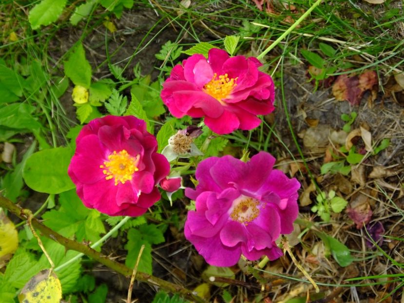 Night Owl - 2017_06_Iunie