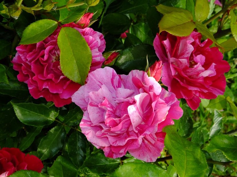 Guy Savoy - 2017_06_Iunie