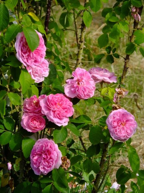 Gertrude Jekyll - 2017_06_Iunie