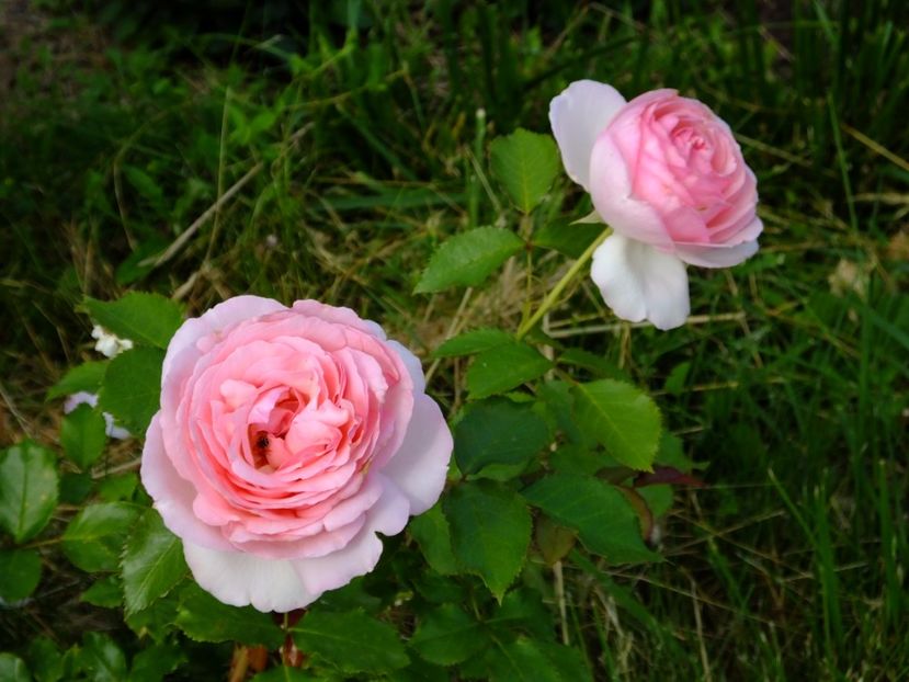 Eden Rose - 2017_06_Iunie