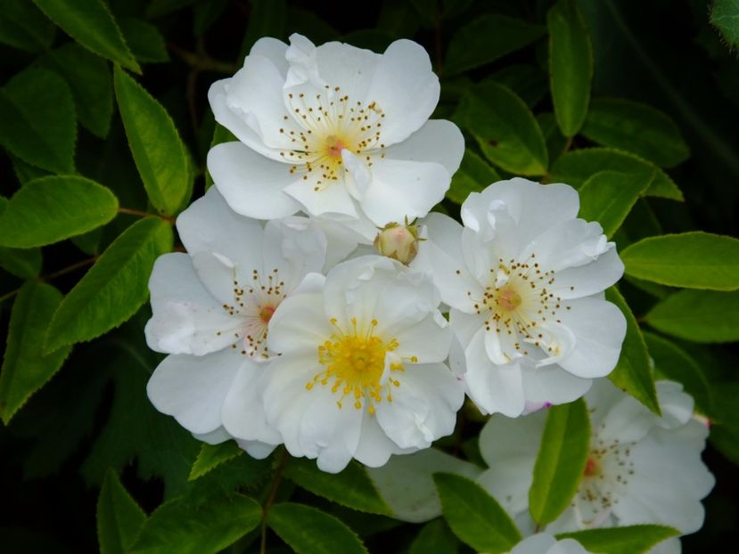 Bobbie James - 2017_06_Iunie