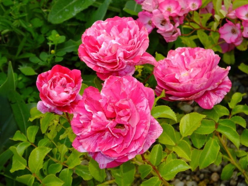 Ines Sastre - 2017_06_Iunie