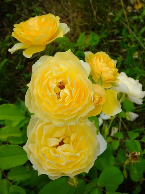 Graham Thomas - 2017_06_Iunie