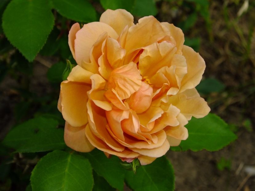 Caffe - 2017_06_Iunie