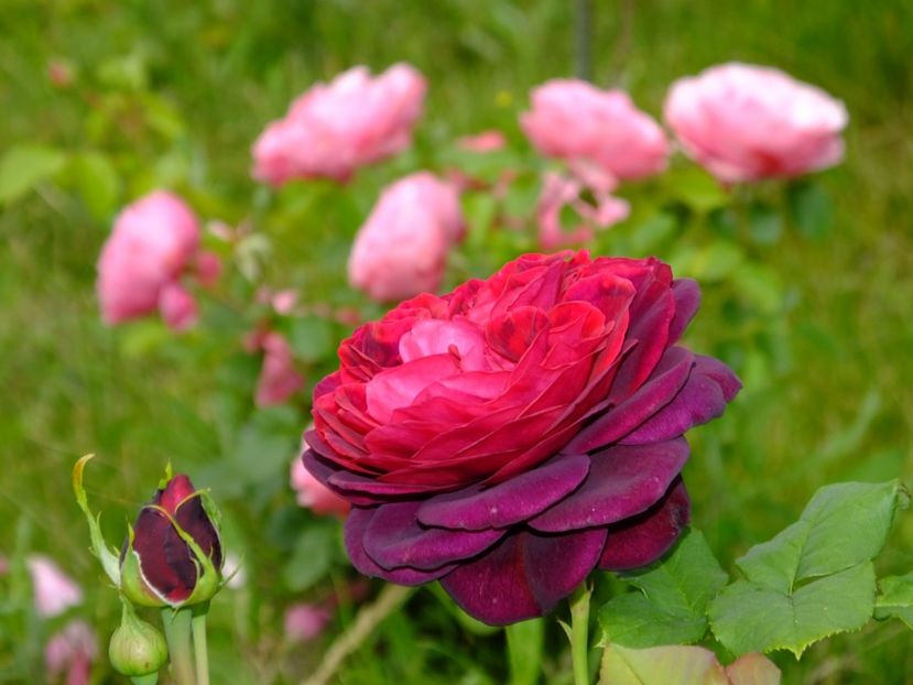 Astrid... - 2017_06_Iunie