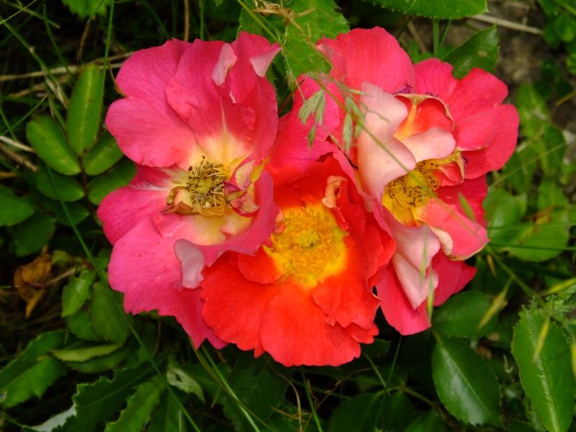 Bajazzo - 2017_06_Iunie