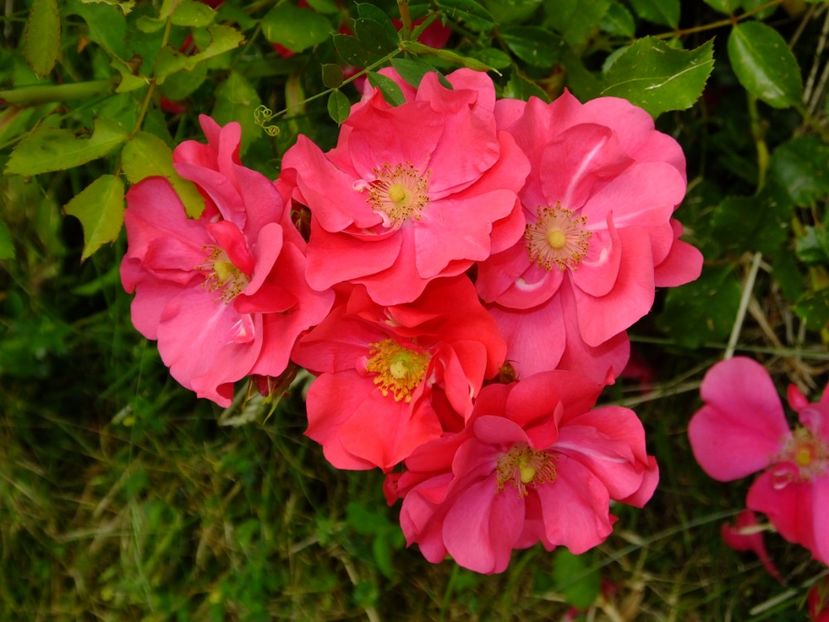 Haidetraum - 2017_06_Iunie