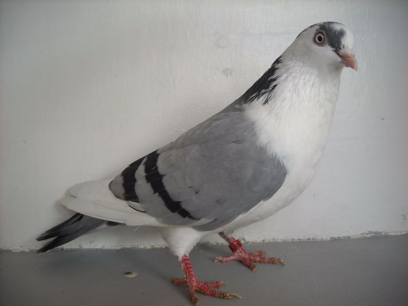  - jucatori de galati pe albastru