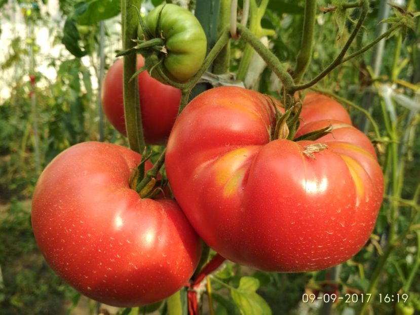 MARI DE CALAFAT DIX (25) - MARI DE CALAFAT