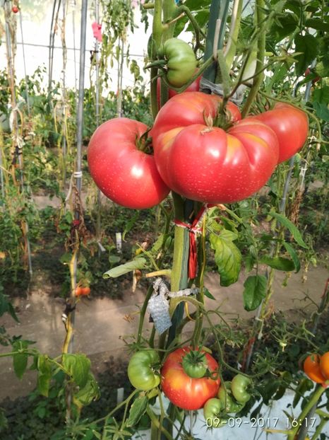 MARI DE CALAFAT DIX (27) - MARI DE CALAFAT