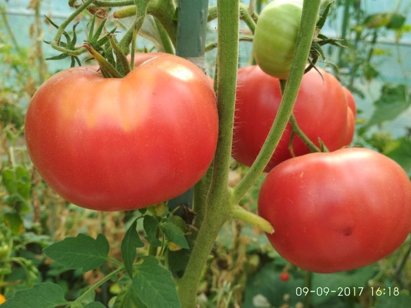 MARI DE CALAFAT DIX (33) - MARI DE CALAFAT