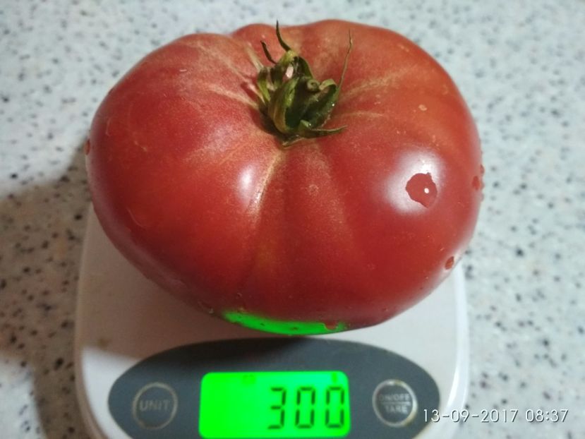 MARI DE CALAFAT DIX (45) - MARI DE CALAFAT