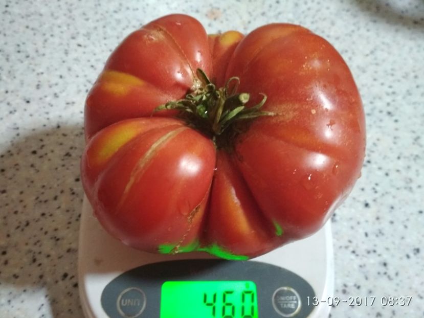 MARI DE CALAFAT DIX (48) - MARI DE CALAFAT