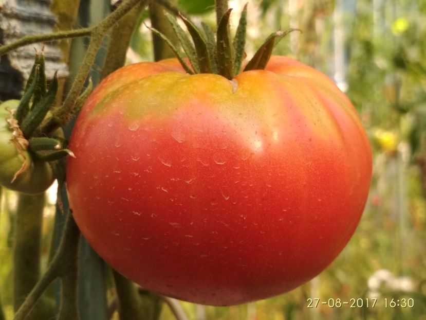 MARI DE CALAFAT DIX (53) - MARI DE CALAFAT