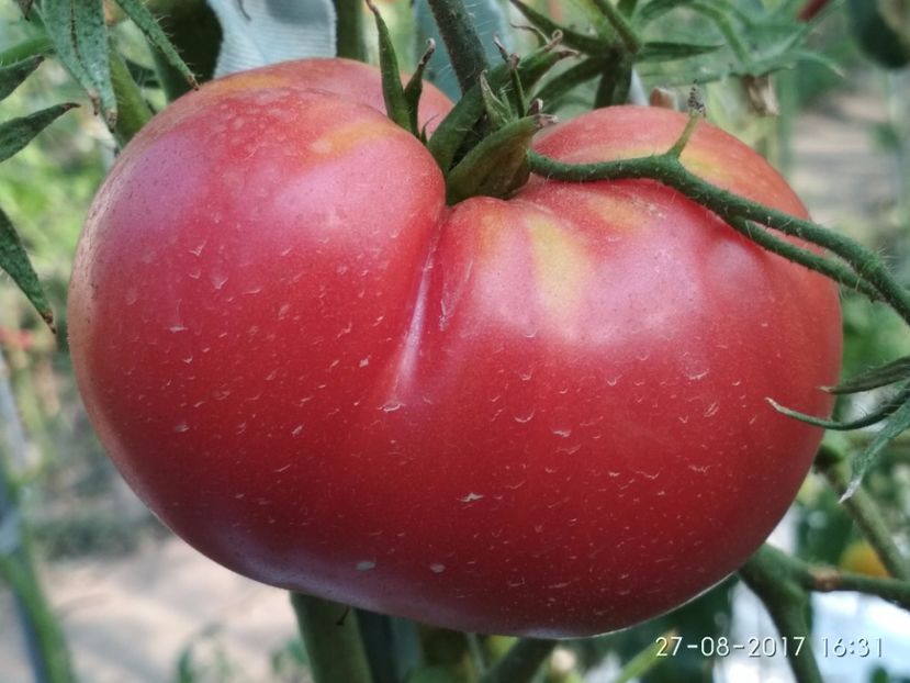 MARI DE CALAFAT DIX (54) - MARI DE CALAFAT