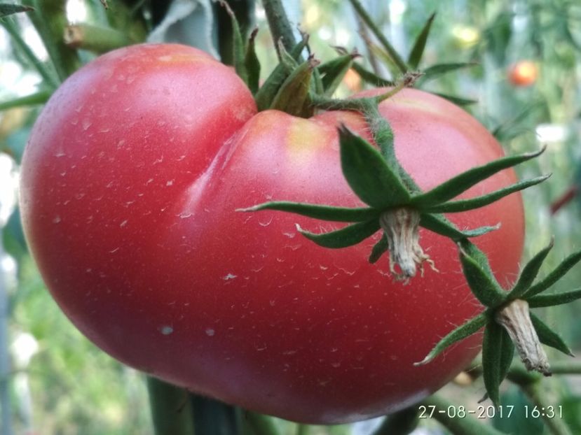 MARI DE CALAFAT DIX (55) - MARI DE CALAFAT