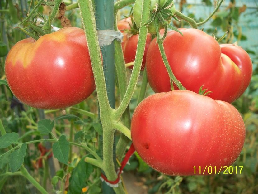 MARI DE CALAFAT DIX (62) - MARI DE CALAFAT