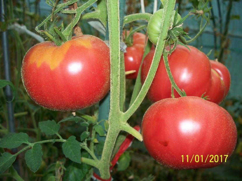 MARI DE CALAFAT DIX (65) - MARI DE CALAFAT