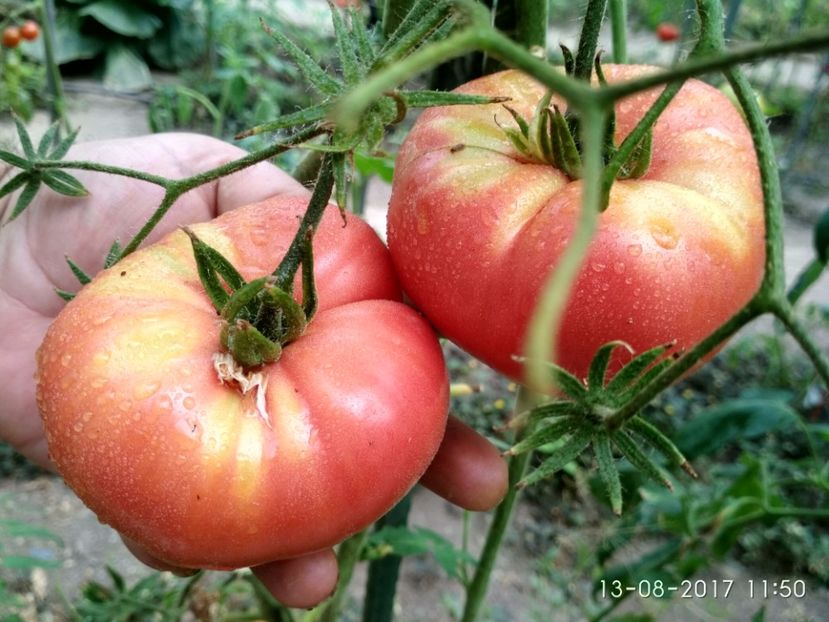 MARI DE CALAFAT DIX (73) - MARI DE CALAFAT