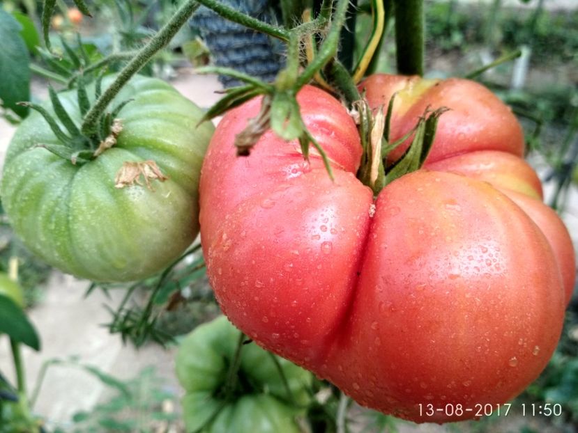 MARI DE CALAFAT DIX (74) - MARI DE CALAFAT