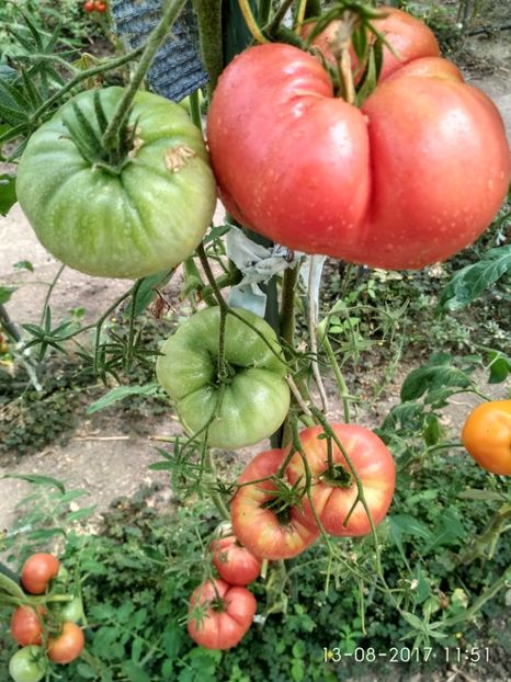 MARI DE CALAFAT DIX (76) - MARI DE CALAFAT