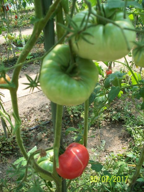 MARI DE CALAFAT DIX (77) - MARI DE CALAFAT