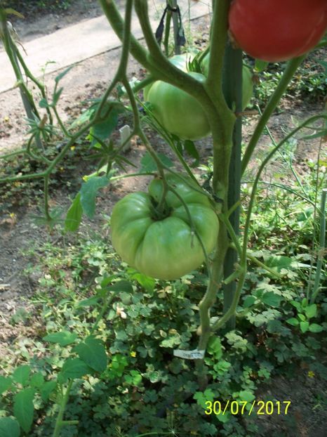 MARI DE CALAFAT DIX (78) - MARI DE CALAFAT