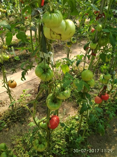 MARI DE CALAFAT DIX (80) - MARI DE CALAFAT