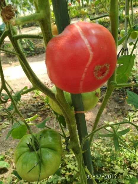 MARI DE CALAFAT DIX (81) - MARI DE CALAFAT