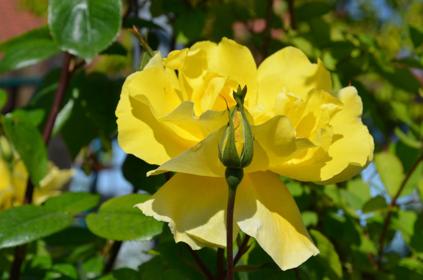  - dragostea  de natura
