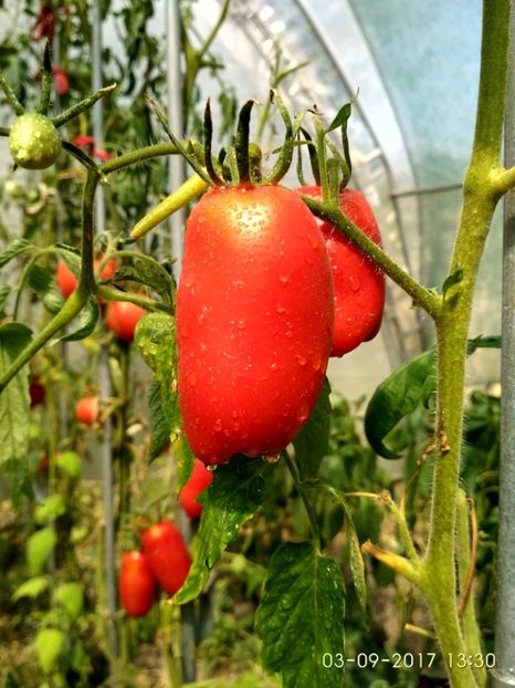 LONG TOM (1) - LONG TOM