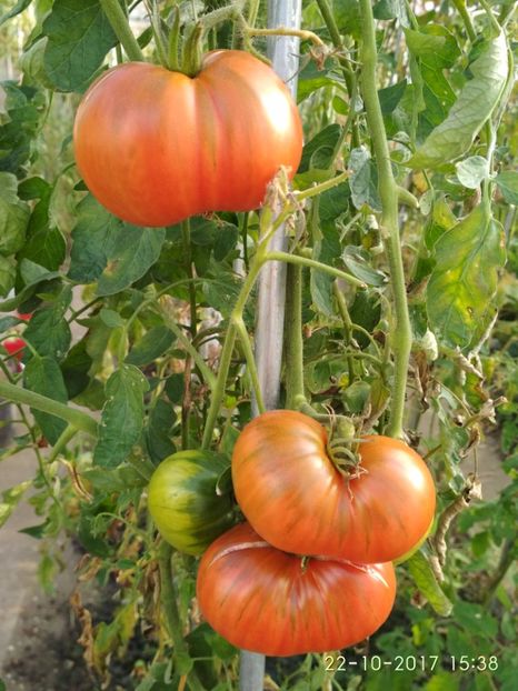 RUSSIAN HERO (11) - RUSSIAN HERO