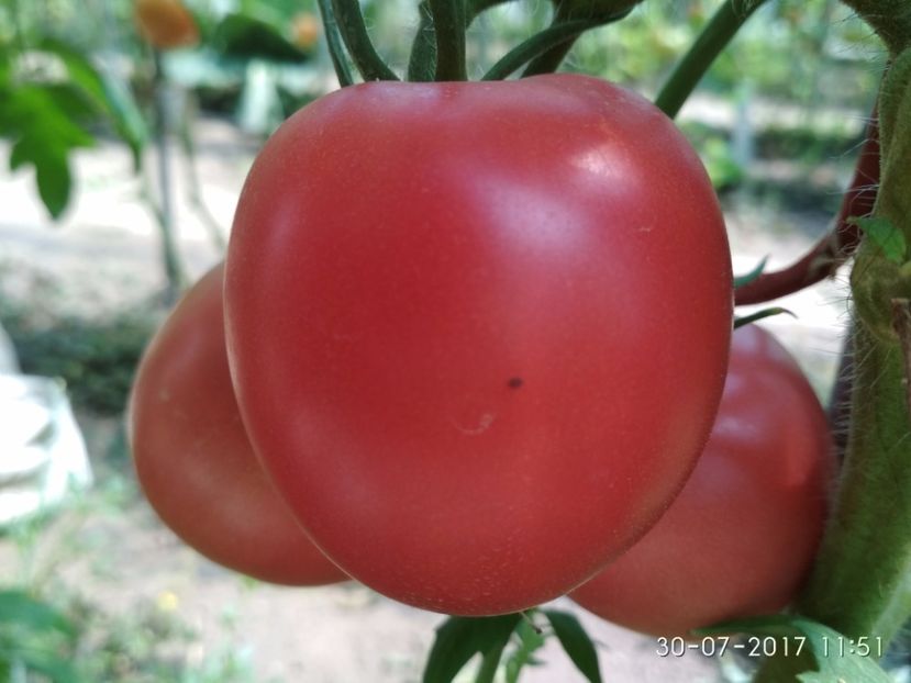 KOSOVO HEART (1) (5) - KOSOVO HEART GIANT