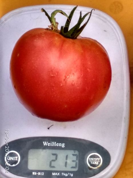 KOSOVO HEART (8) - KOSOVO HEART GIANT