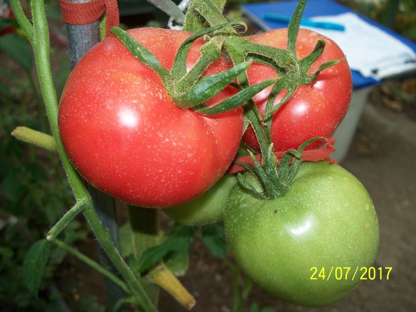 KOSOVO HEART BP (5) - KOSOVO HEART GIANT