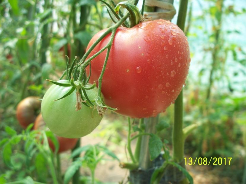 KOSOVOHEART (1) - KOSOVO HEART GIANT