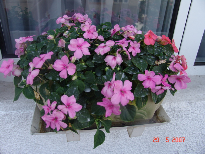 DSC08902 - muscate si impatiens