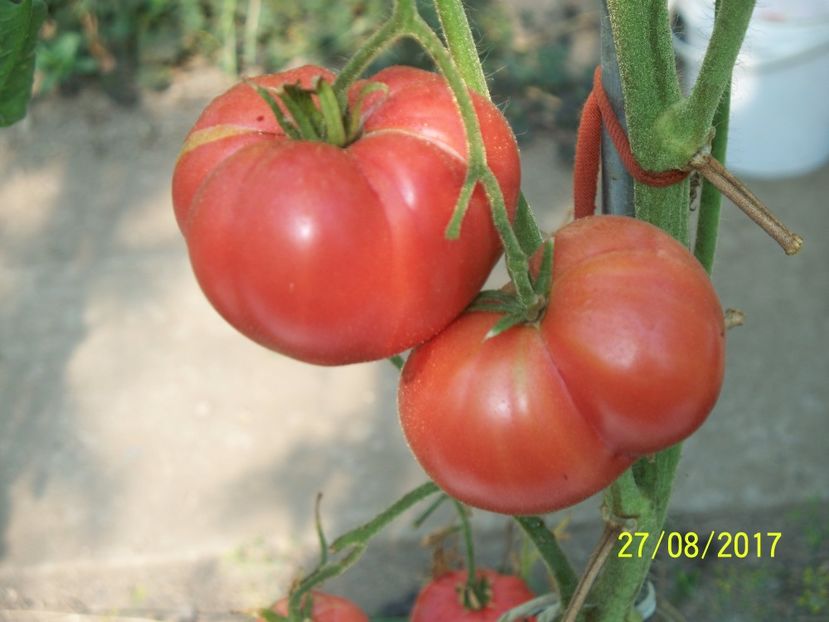 MORTGAGE LIFTER  (6) - MORTGAGE LIFTER