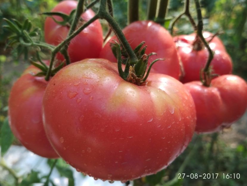 MORTGAGE LIFTER  (10) - MORTGAGE LIFTER