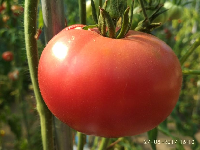 MORTGAGE LIFTER  (11) - MORTGAGE LIFTER