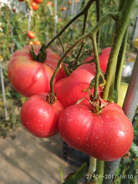 MORTGAGE LIFTER  (12) - MORTGAGE LIFTER