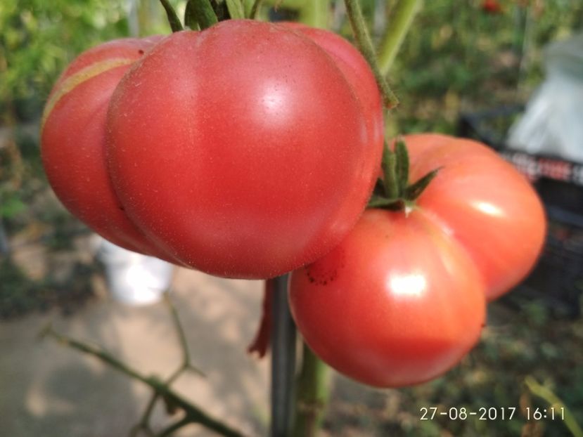 MORTGAGE LIFTER  (13) - MORTGAGE LIFTER