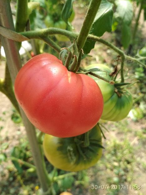 MORTGAGE LIFTER  (18) - MORTGAGE LIFTER