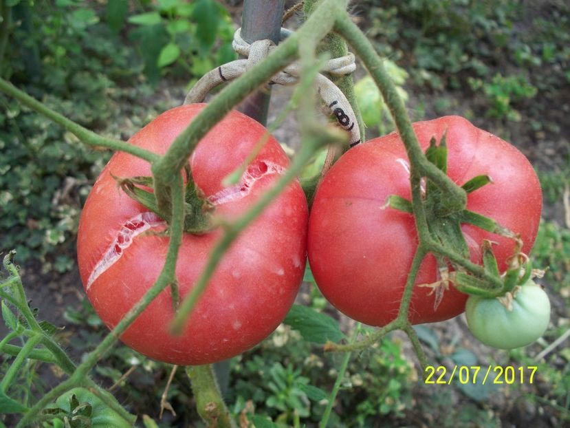 MORTGAGE LIFTER  (31) - MORTGAGE LIFTER