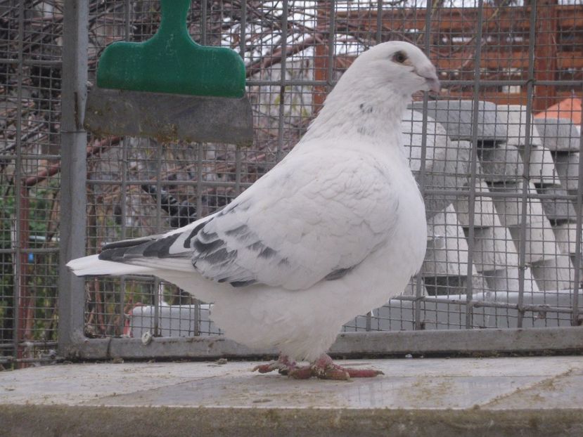 M 2014 - VOIAJORI STANDARD VINDUTI